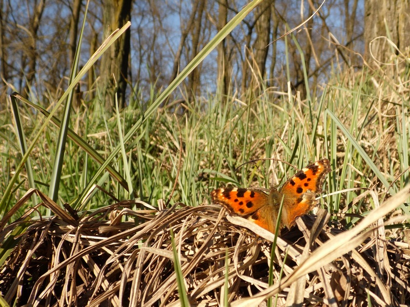 Parco del Ticino : Primavera